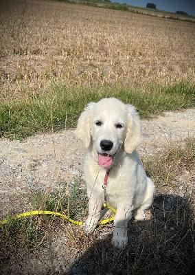 APPY dit Nanou (collier jaune uni)