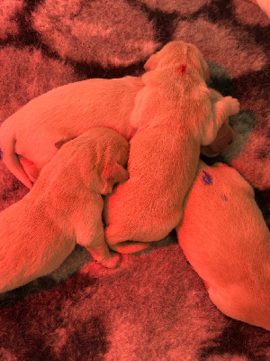 CHIOT 5