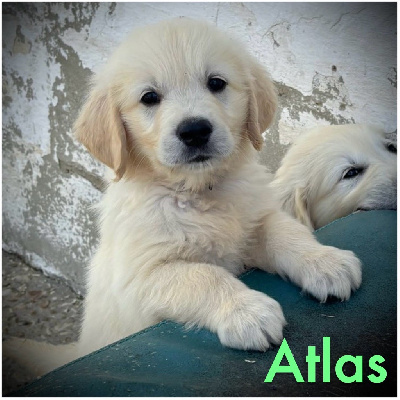 ATLAS(collier vert foncé motifs pattes)