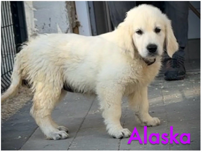 Alaska (collier violet uni )