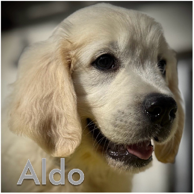 Aldo (collier gris uni) 