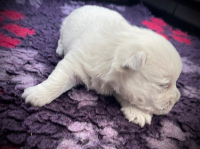 CHIOT 3