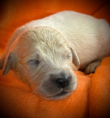 CHIOT 5