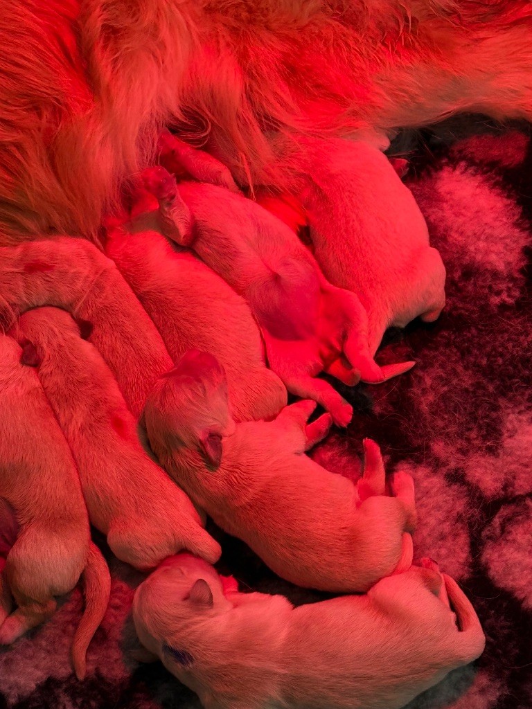 De La Douce Source - Chiots disponibles - Golden Retriever
