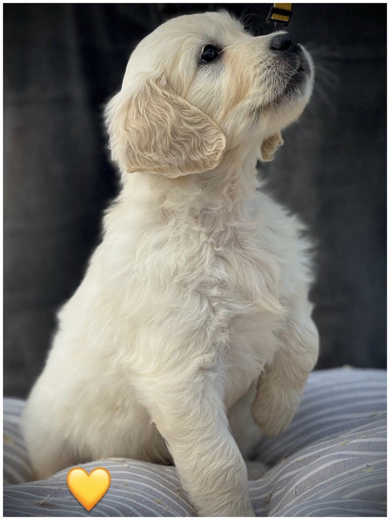 De La Douce Source - Chiots disponibles - Golden Retriever