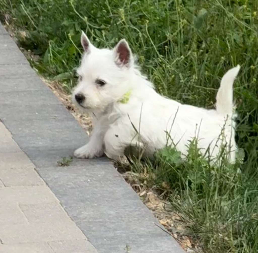 De La Douce Source - Chiots disponibles - West Highland White Terrier