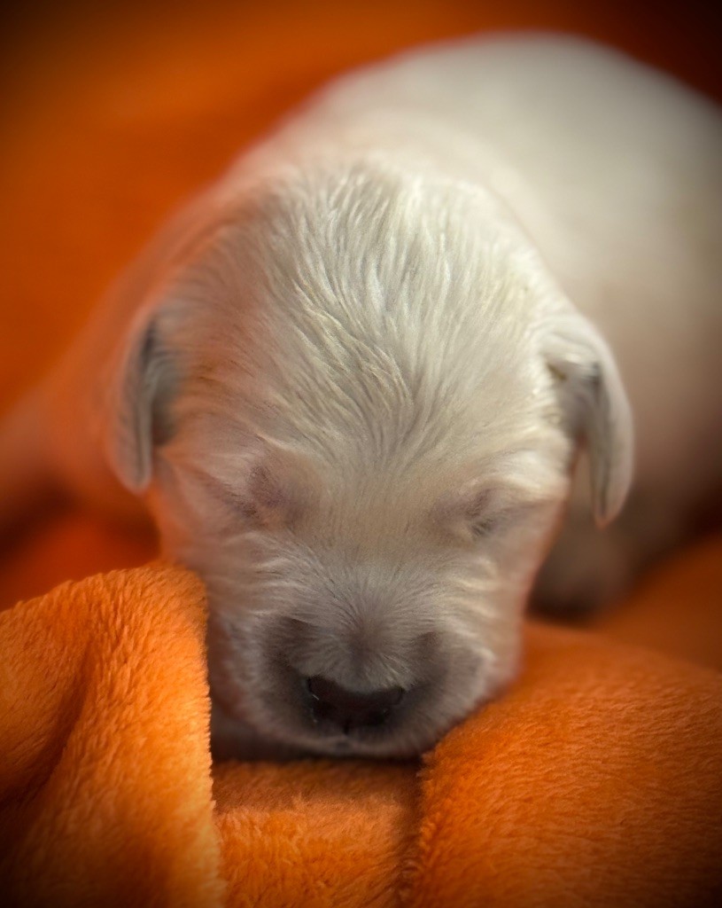 De La Douce Source - Chiots disponibles - Golden Retriever