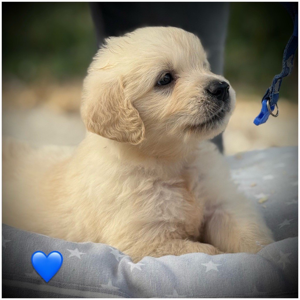 De La Douce Source - Chiots disponibles - Golden Retriever