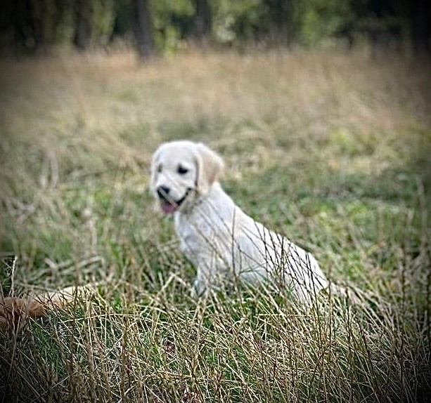 De La Douce Source - Chiots disponibles - Golden Retriever