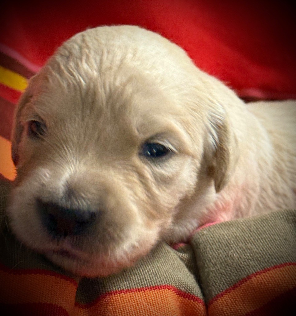 De La Douce Source - Chiots disponibles - Golden Retriever