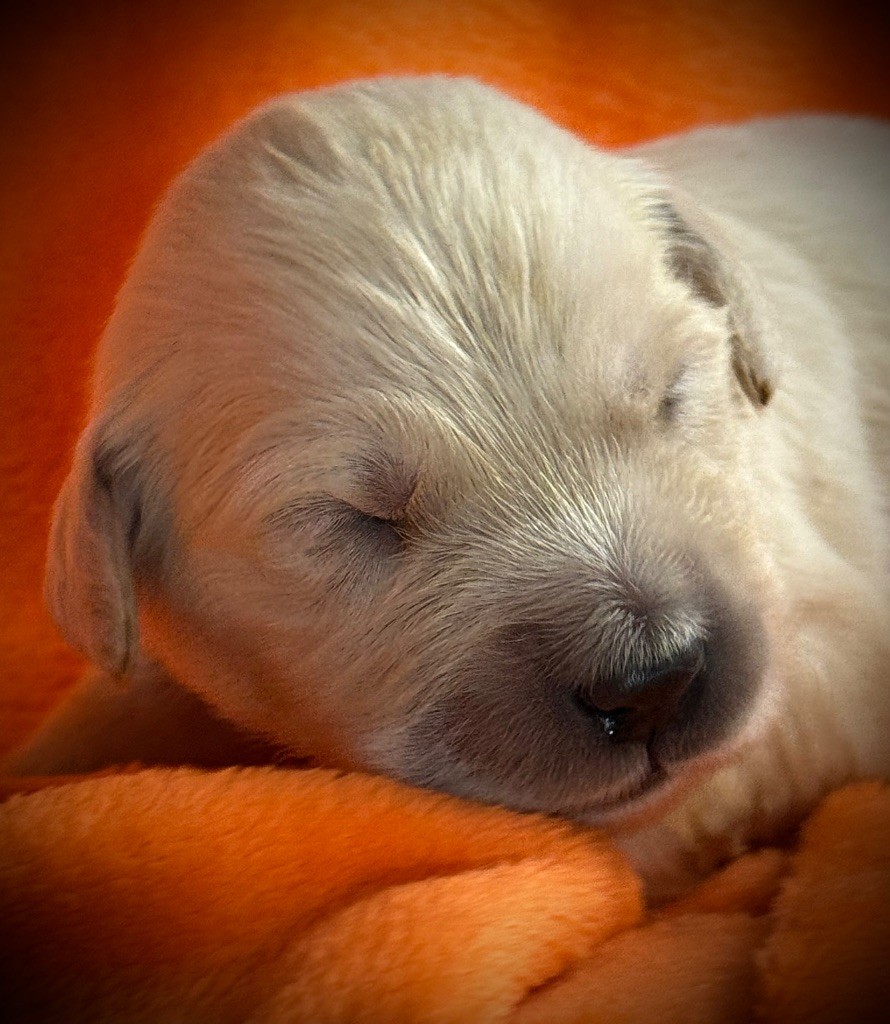 De La Douce Source - Chiots disponibles - Golden Retriever