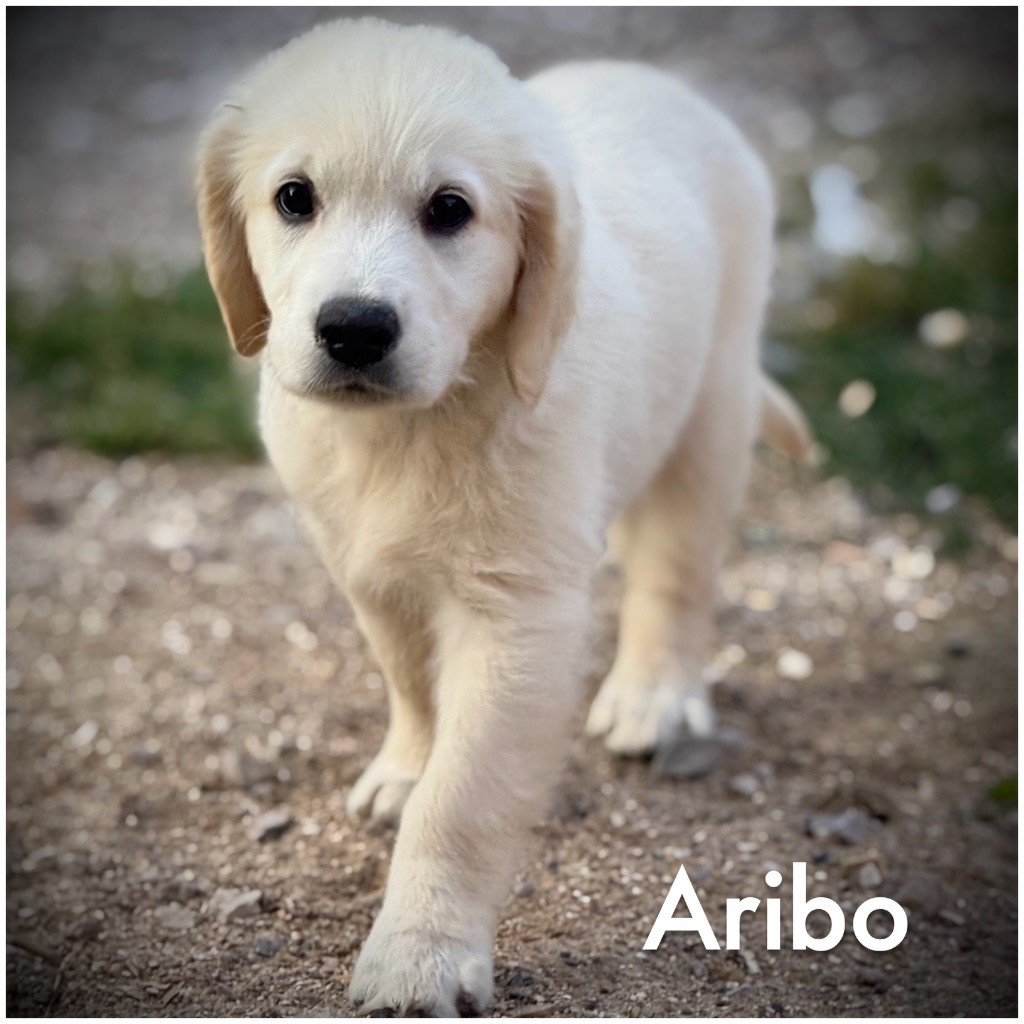 De La Douce Source - Chiots disponibles - Golden Retriever