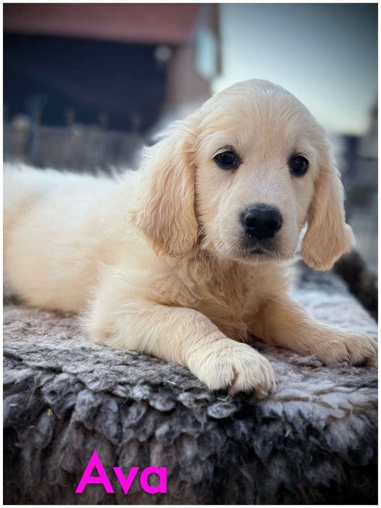 De La Douce Source - Chiots disponibles - Golden Retriever