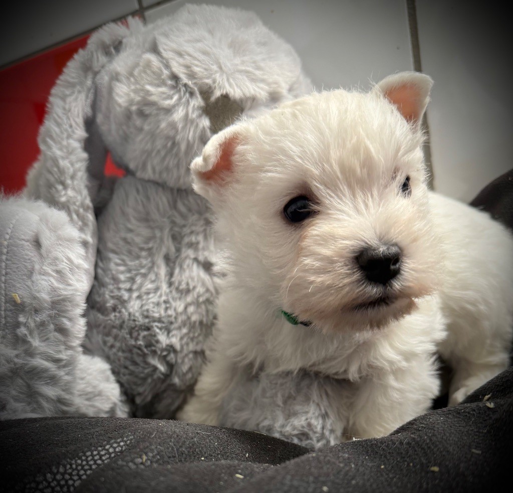 De La Douce Source - Chiots disponibles - West Highland White Terrier