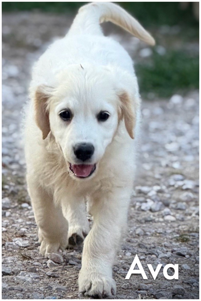 De La Douce Source - Chiots disponibles - Golden Retriever