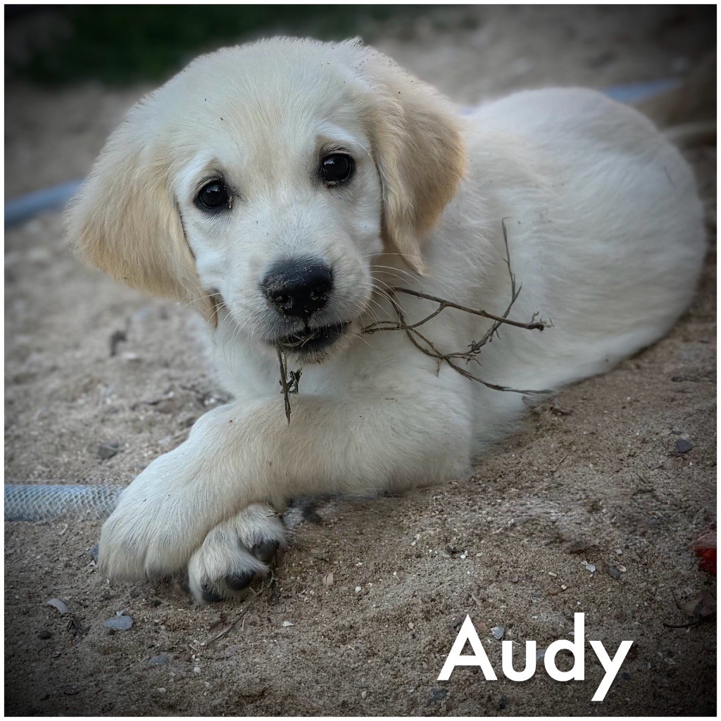 De La Douce Source - Chiots disponibles - Golden Retriever
