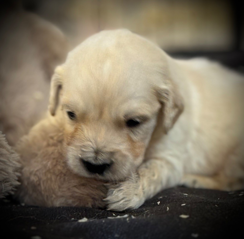De La Douce Source - Chiots disponibles - Golden Retriever