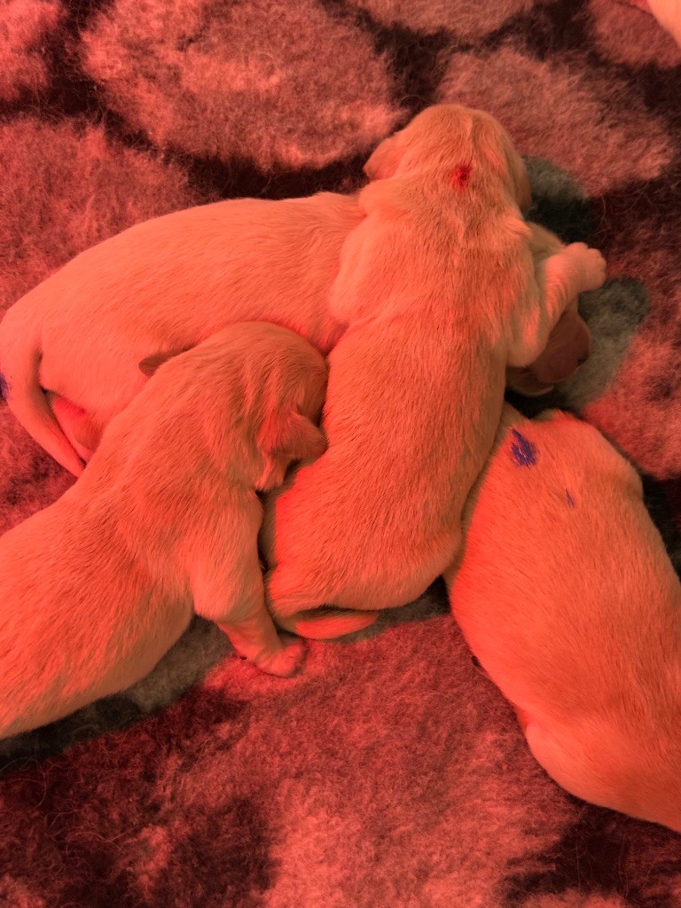 De La Douce Source - Chiots disponibles - Golden Retriever