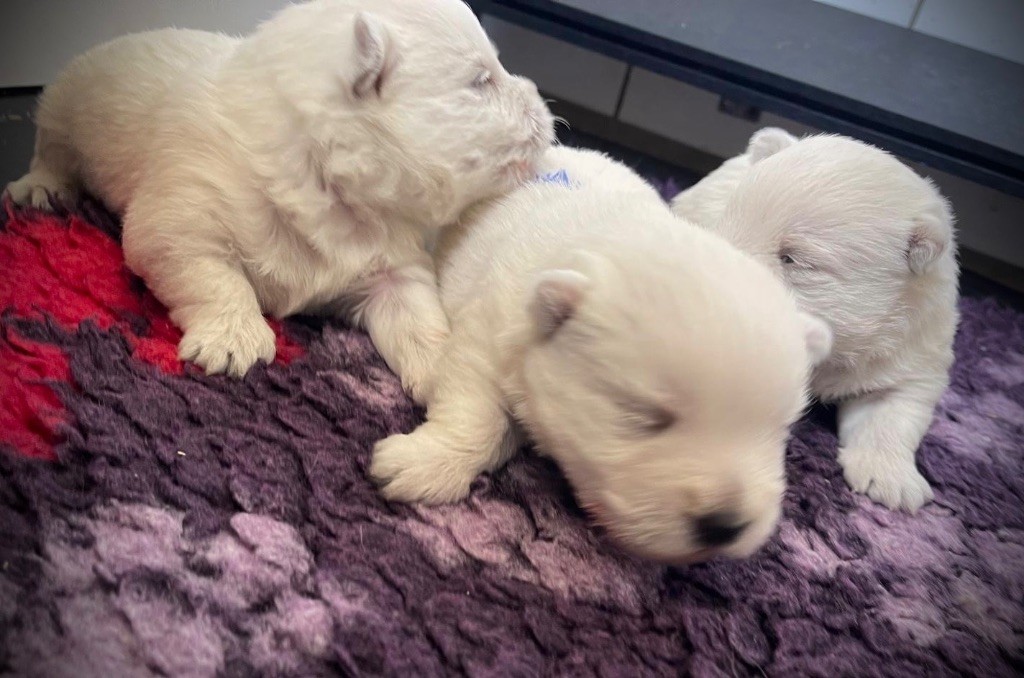 De La Douce Source - Chiots disponibles - West Highland White Terrier