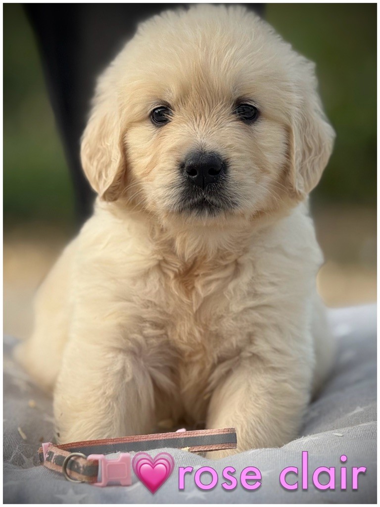 De La Douce Source - Chiots disponibles - Golden Retriever