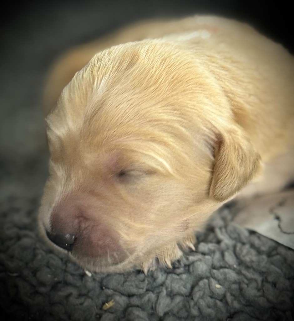 De La Douce Source - Chiots disponibles - Golden Retriever