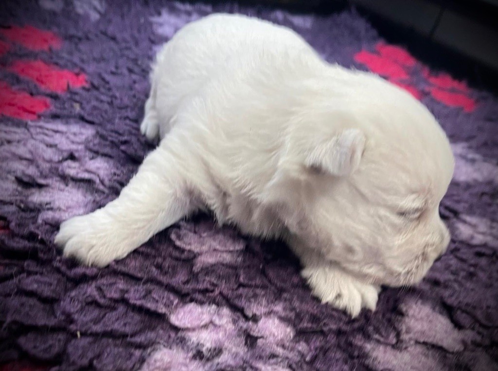 De La Douce Source - Chiots disponibles - West Highland White Terrier
