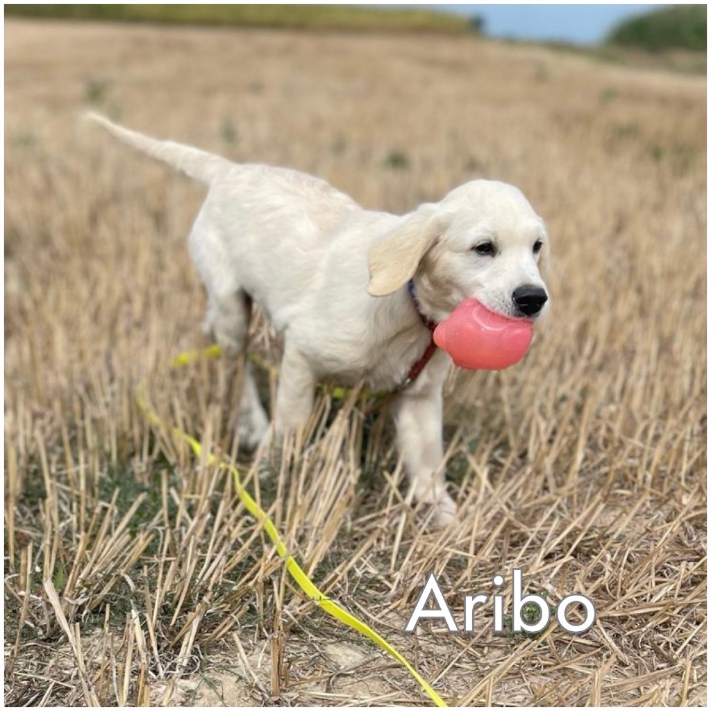 De La Douce Source - Chiots disponibles - Golden Retriever