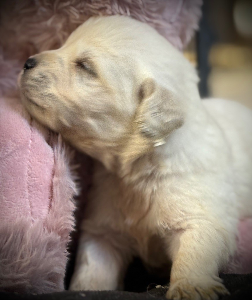 De La Douce Source - Chiots disponibles - Golden Retriever