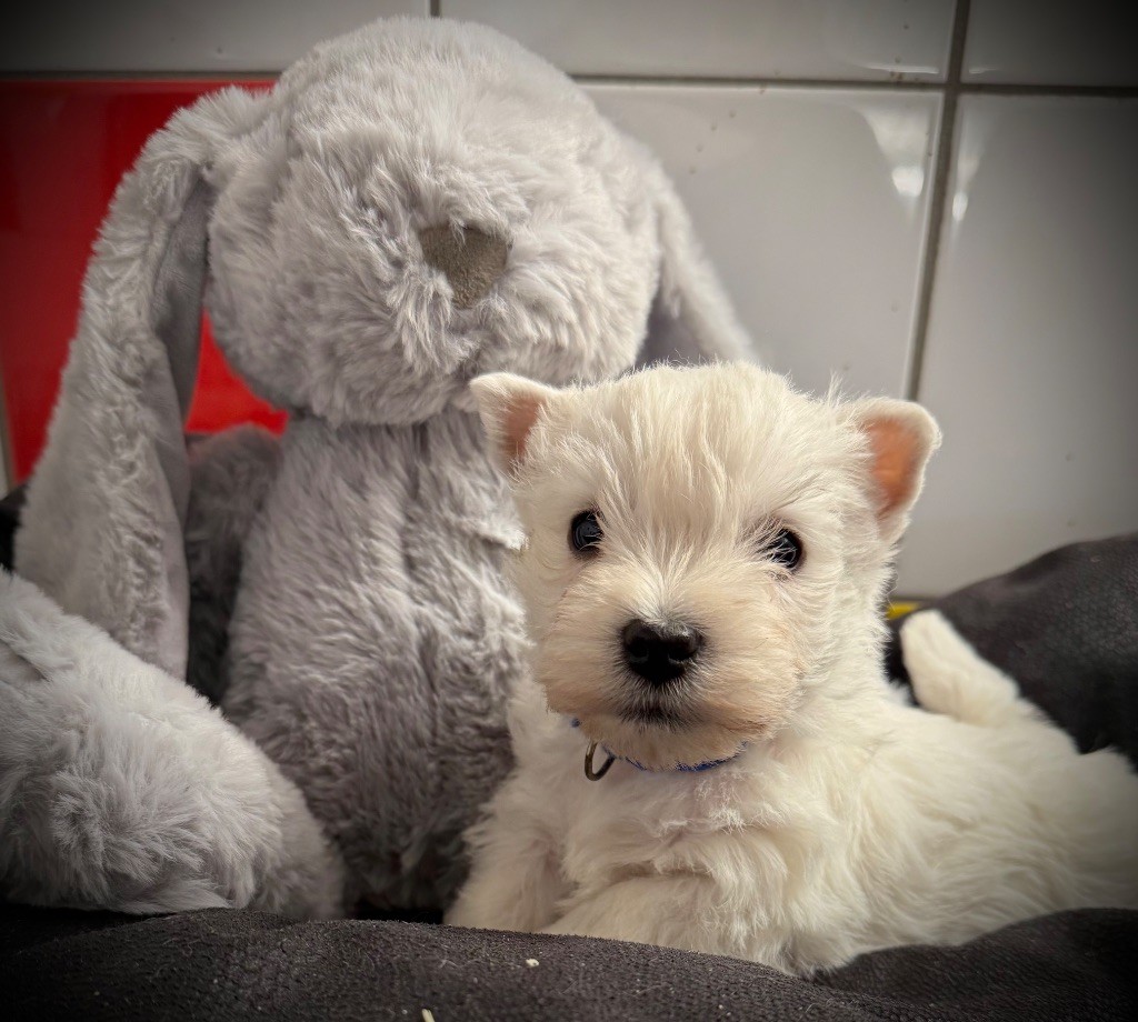 De La Douce Source - Chiots disponibles - West Highland White Terrier