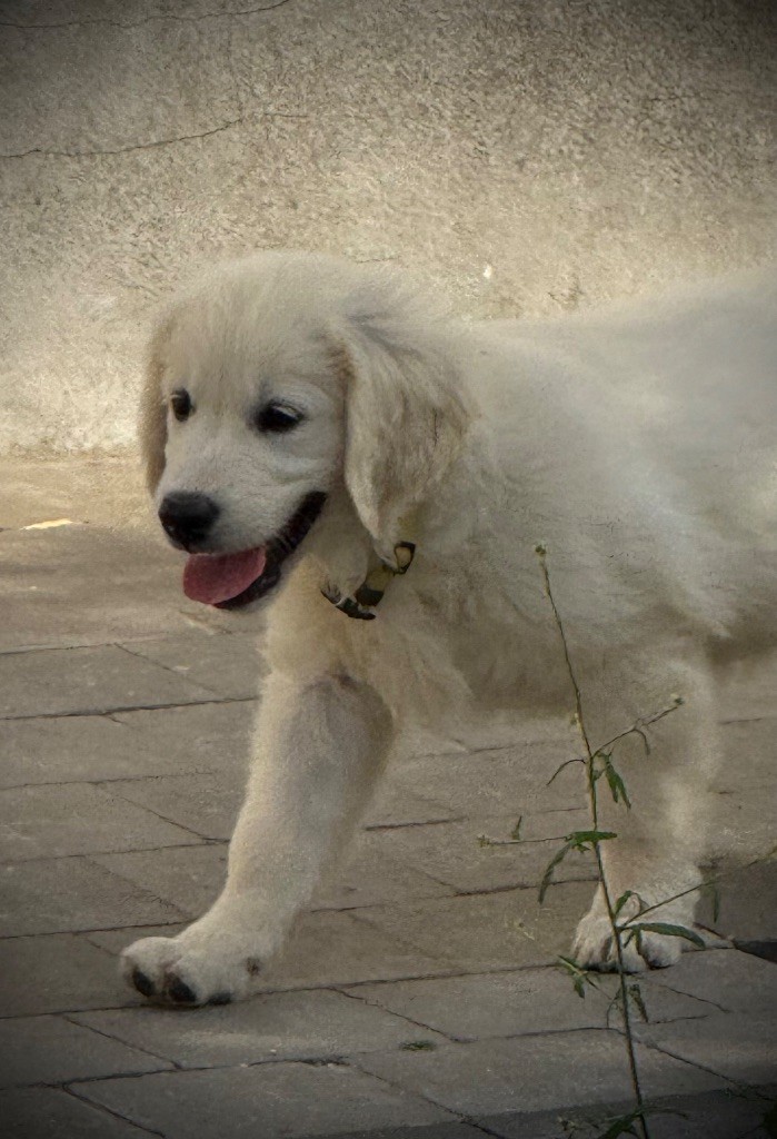 De La Douce Source - Chiots disponibles - Golden Retriever